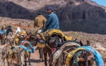 Séisme d’Al-Haouz : Les mulets viennent aussi en aide aux villages isolés