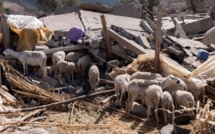 Province d’Al-Haouz : Les éleveurs en détresse face à la perte de leur cheptel [INTÉGRAL]