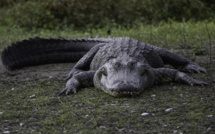 Floride: Un alligator tué après la découverte du corps d’une femme dans ses mâchoires