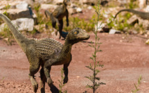 Archéologie : Des empreintes de dinosaures découvertes près d'Imilchil datant de la période jurassique
