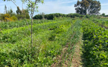 Région TTA / Cultures maraîchères : La superficie programmée atteint plus de 60.000 ha