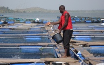 Aquaculture : Un secteur en plein expansion en Afrique subsaharienne