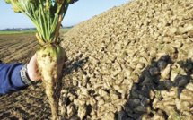Gharb : Lancement de l'opération de semis de la betterave à sucre