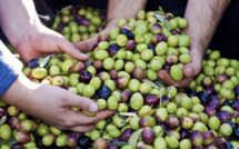 Doukkala : L'oléiculture se porte bien malgré les aléas climatiques