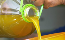 Reportage : Sur les traces de la meilleure huile d’olive marocaine