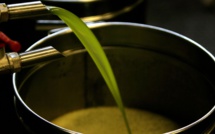Reportage : Sur les traces de la meilleure huile d’olive marocaine  [INTÉGRAL]