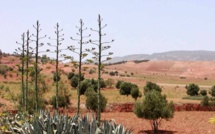 Essaouira: Le projet "Assaba", modèle de mobilisation des terres collectives pour l'investissement