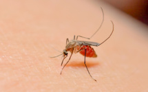 Paludisme : L’Afrique va bientôt lancer une vaccination à grande échelle