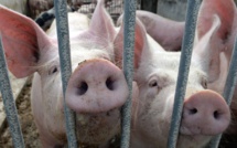 Grippe porcine: Le Royaume-Uni enregistre un premier cas chez l'homme