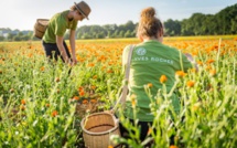 Yves Rocher plante 28.000 arbres sur le sol marocain