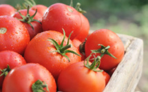 Agriculture : La filière tomate, une exportation très accrue sur le marché espagnol