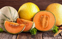Exportations record de melons marocains vers l'Espagne : 10 Millions de dollars générés en 2023