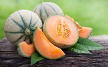 Agriculture: Record des exportations de melon vers l’Espagne