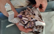 Aéroport Marrakech-Menara: Mise en échec d'une tentative de trafic d'un lot de reptiles