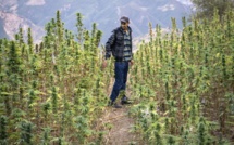 Culture du Cannabis : 1.063 demandes traitées, 609 autorisations délivrées à fin novembre dernier