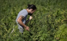 Cannabis médical : L’octroi des autorisations prend son rythme