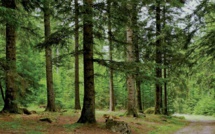Stratégie Forêts du Maroc 2020-2030 : BEI accorde 100 millions d'euros au Maroc 