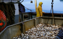 Aliments de poissons : Nouveaux quotas à 2,5% de droits de douane jusqu'en 2026