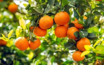 Les mandarines marocaines à l'assaut du marché russe