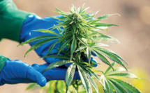 Hoceima : Environ 45 MDH pour la création d’une zone dédiée aux activités de transformation de cannabis à Issaguen