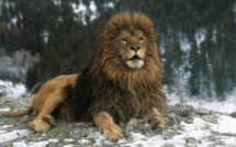 Lion de l’Atlas : Les indices troublants d’une probable réapparition [INTÉGRAL]
