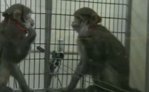 Science de reproduction : Premier clonage réussi d'un singe rhésus