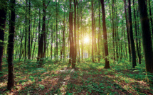 Forêts: Vers une approche de gestion durable et inclusive