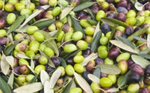 Sécheresse : Montée en flèche des importations marocaines d’olives en conserve