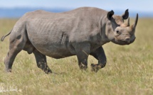 Le réchauffement climatique menace l'avenir des rhinocéros en Afrique australe