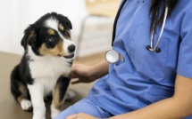 Médecine vétérinaire : Signature d'une convention-cadre pour la formation des médecins