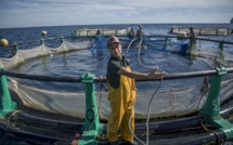 Aquaculture au Maroc: 442 projets d'une capacité de production cible de plus de 300.000 tonnes (ENCADRE)