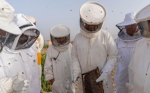 Apiculture : À la veille du Ramadan, les ruches s’effondrent [INTÉGRAL]