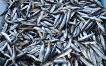 Pêche: Les dessous du bras de fer entre « armateurs-mareyeurs » et industriels