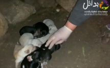 Benslimane : "Rahma" pour sensibiliser aux gestes "animal friendly"