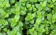 Culture et consommation ramadanesques : Comment la menthe est devenue l’une des plantes les plus populaires au Maroc ?