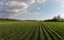 Région TTA: Les dernières précipitations ont un impact positif sur les cultures d'automne et d'hiver