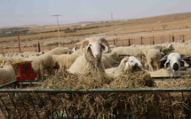 Cheptel: Plus de 630.000 quintaux d'orge subventionné distribués à Fès-Meknès