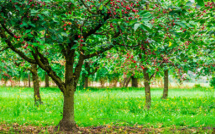 Sefrou: 100 cerisiers plantés à l'occasion du centenaire du Festival des cerises