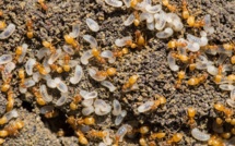 Espèces invasives : Faut-il se préparer à l’invasion de la dangereuse fourmi de feu ?