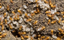 Espèces invasives : Faut-il se préparer à l’invasion de la dangereuse fourmi de feu ?
