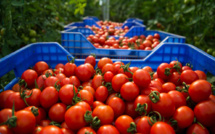 Fruits et légumes frais : Le Maroc toujours premier fournisseur de l'Espagne
