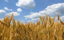 Canicule après les pluies printanières : Les espoirs des agriculteurs en péril ?