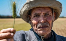 Canicule après les pluies printanières : Les espoirs des agriculteurs en péril ? [INTÉGRAL]