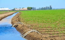 Sécurité alimentaire: Le Maroc parie fort sur les cultures de printemps