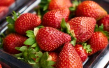 Fraises marocaines contaminées: L’UE alerte contre un supposé "risque sérieux"