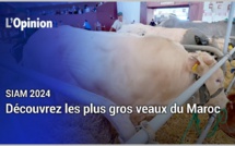 SIAM 2024 : Découvrez les plus gros veaux du Maroc