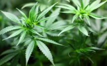 Usages licites du cannabis : 2.905 autorisations délivrées jusqu’au 23 avril courant, contre 609 en 2023