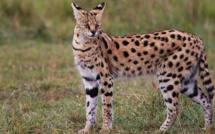 Tanger : Le serval, une espèce menacée d'extinction