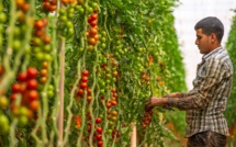 Agriculture : Augmentation de 6,2% de la valeur ajoutée, malgré un climat défavorable