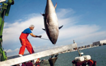 Journée mondiale du thon : Un pivot de l'industrie halieutique, en voie de disparition !
